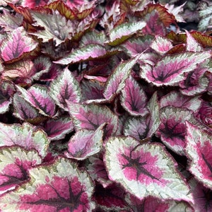 Rex Begonia 'Glass Rose' - BFF EXCLUSIVE