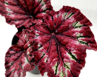 Rex Begonia 'Cherry Bomb' - BFF Exclusive