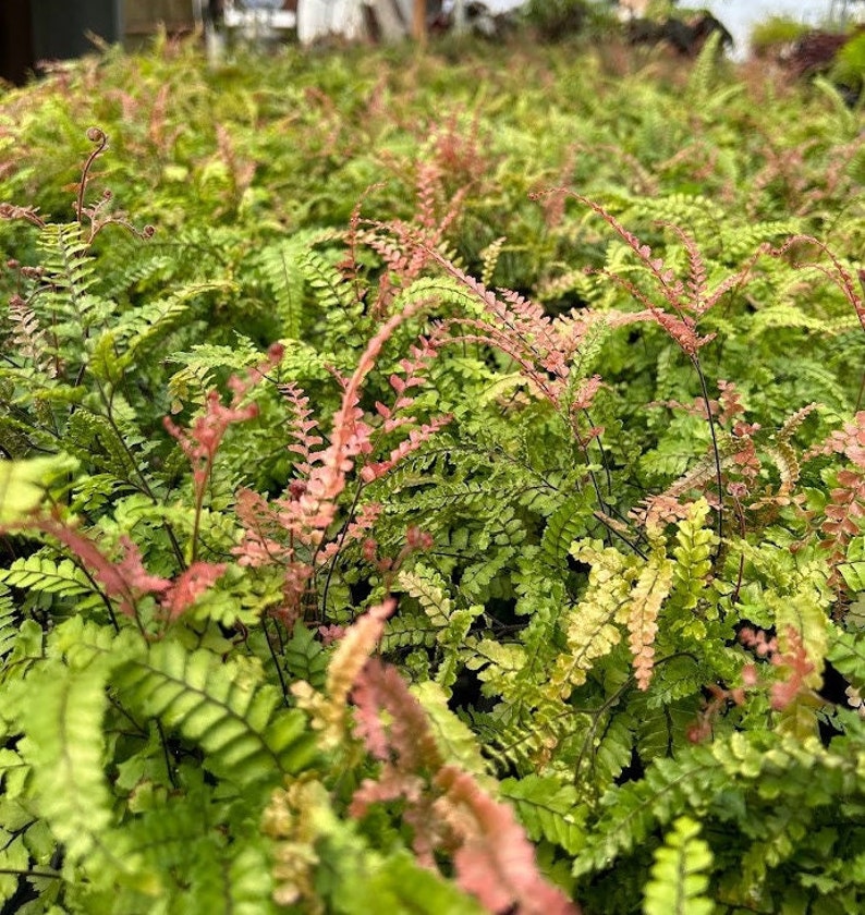 Rosy Maidenhair Fern Adiantum Hispidulum image 8