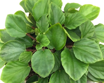 Peperomia 'Fraseri'