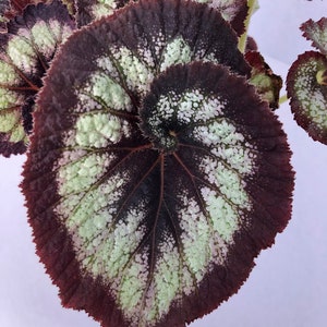 Jurassic™ Rex Begonia 'Silver Swirl' image 8