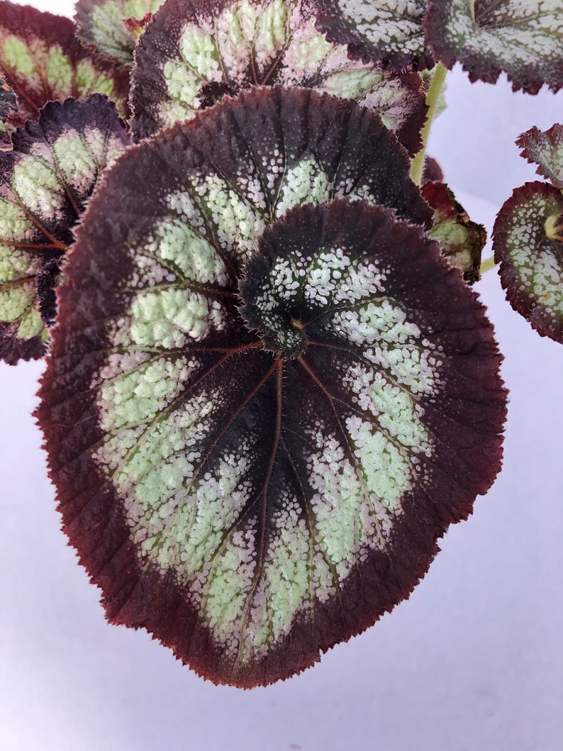 Jurassic™ Rex Begonia 'Silver Swirl' image 8