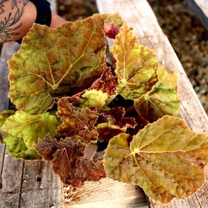 Rhizomatous Begonia 'Autumn' image 3