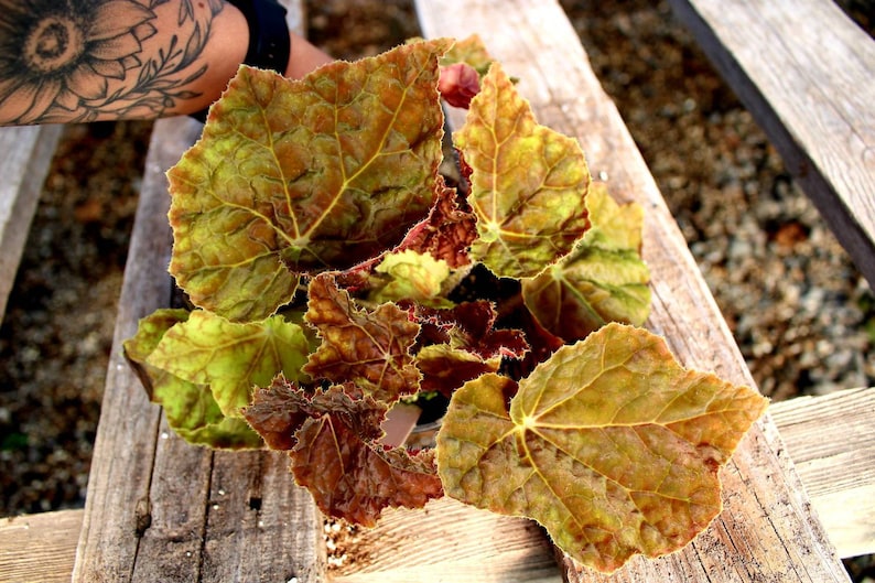 Rhizomatous Begonia 'Autumn' image 3