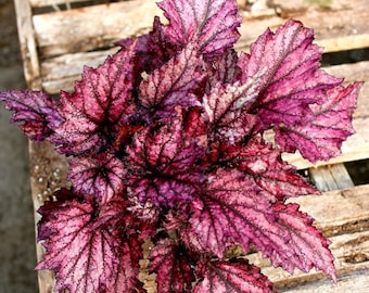 Rex Begonia 'Purple Rain' - BFF EXCLUSIVE