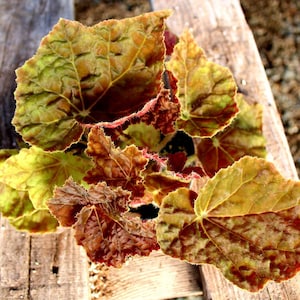 Rhizomatous Begonia 'Autumn' image 1