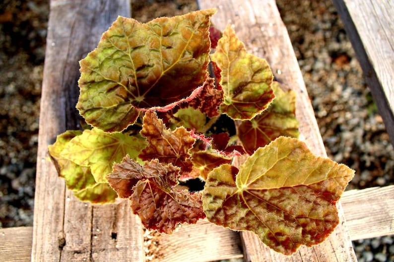 Rhizomatous Begonia 'Autumn' image 1