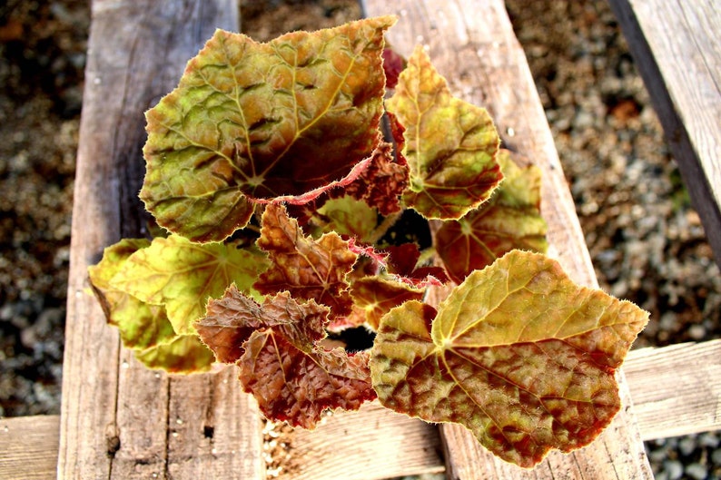 BearFootFarmsLLC Rhizomatous Begonia - Thumbnail 2