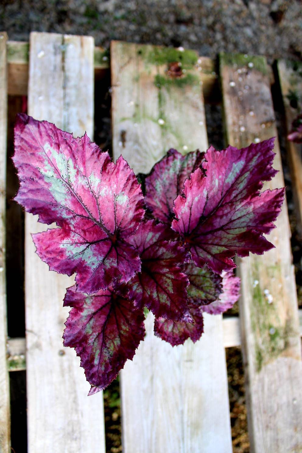 Rex Begonia 'Ideal Blush'