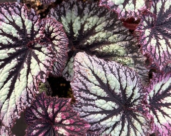 Rex Begonia &#39;Fireworks&#39;