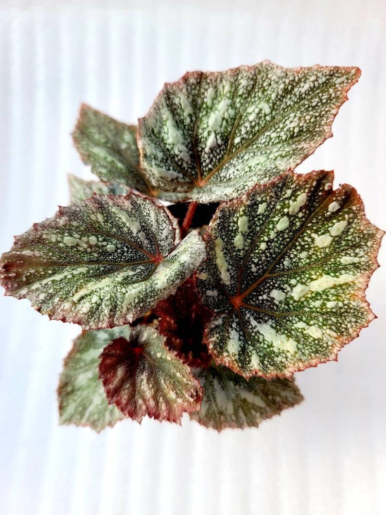 Rex Begonia 'shadow King Cool White' Etsy