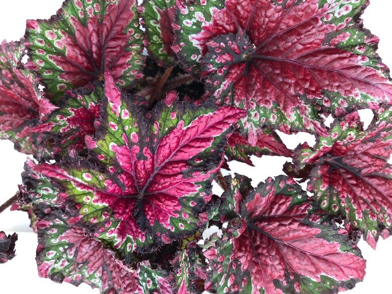 Rex Begonia 'Festive Red & Green' image 1