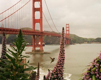 Fine Art Print - Golden Gate Hummingbird