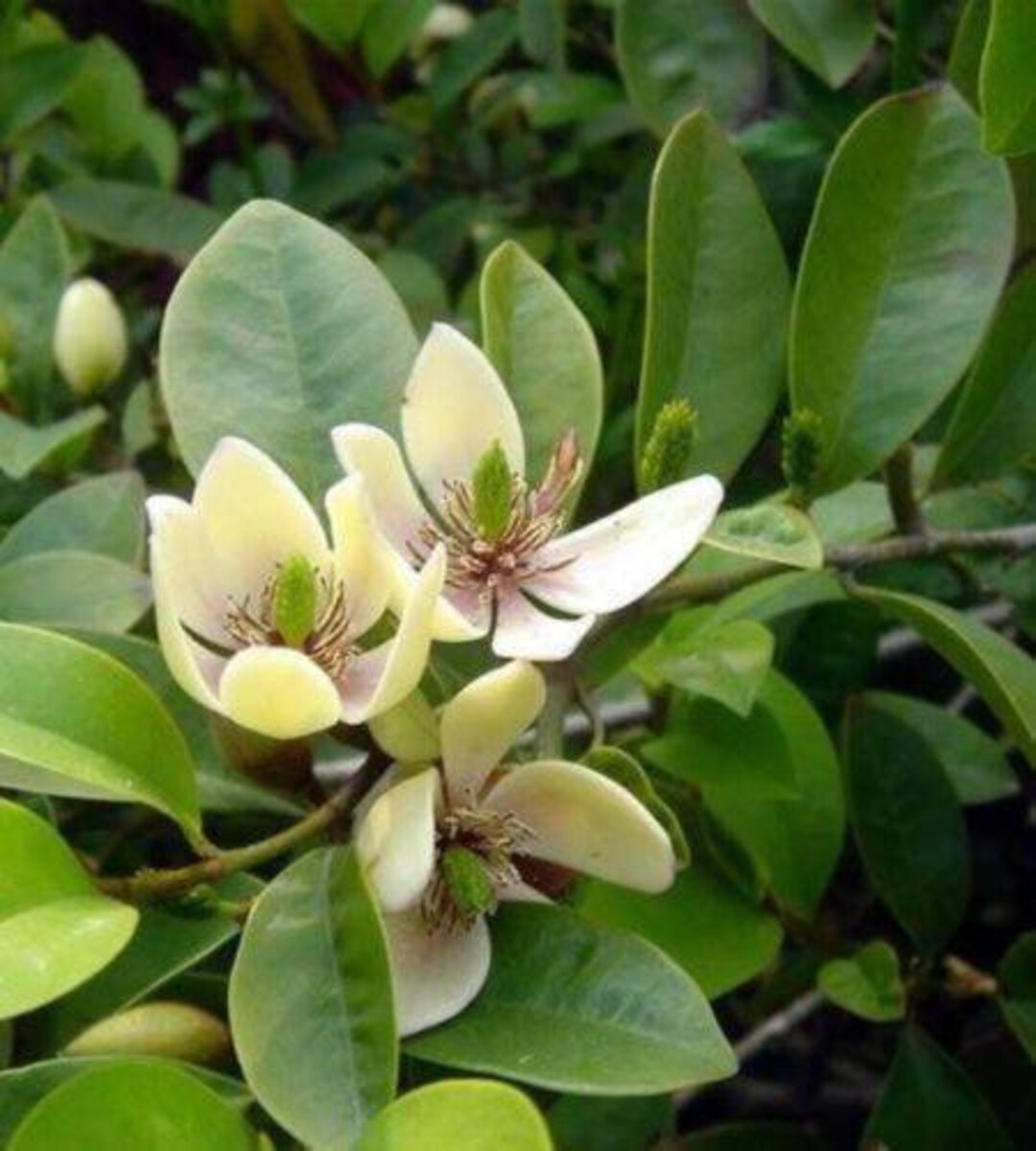 Magnolia Banana Essential Oil (Michelia Figo). 100% Pure and