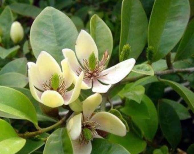 Banana Shrub (Michelia figo) - 1  Plant - 4" Tall - Ship in 3" Pot