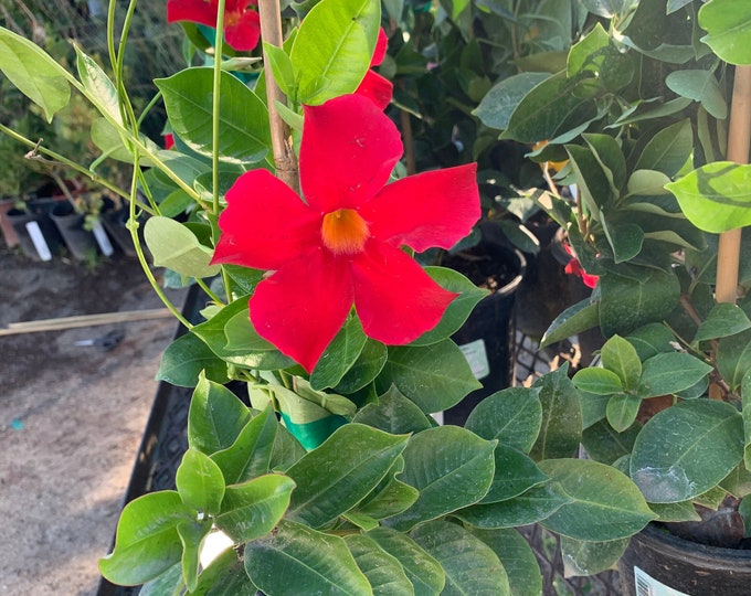 Mandevilla bella scarlet 1 live plant 1-2ft tall 6” pot