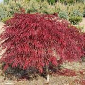 Crimson Queen Japanese Maple - 2 Feet Tall - Ship in 6" Pot