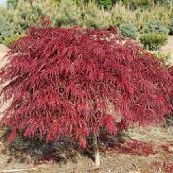 Crimson Queen Japanese Maple - 1 to 2 Feet Tall - Ship in 6" Pot