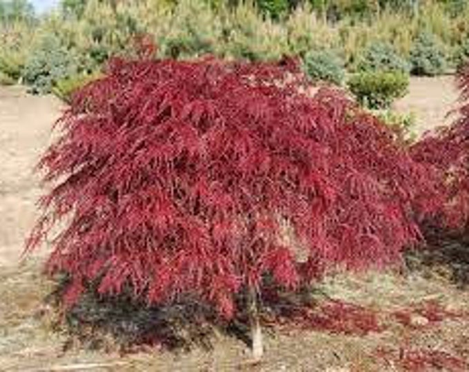 Crimson Queen Japanese Maple - 1 to 2 Feet Tall - Ship in 6" Pot