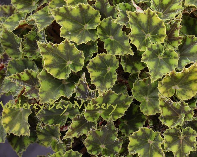 Begonia 'Little Darling' -  1 Live plant- Ship in 6" Pot