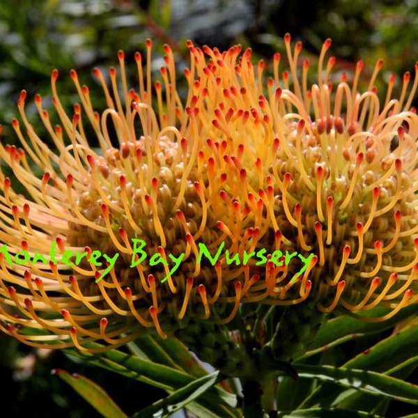 Leucospermum 'Rainbow'   -  1  Feet Tall - Ship in 3 Gal Pot