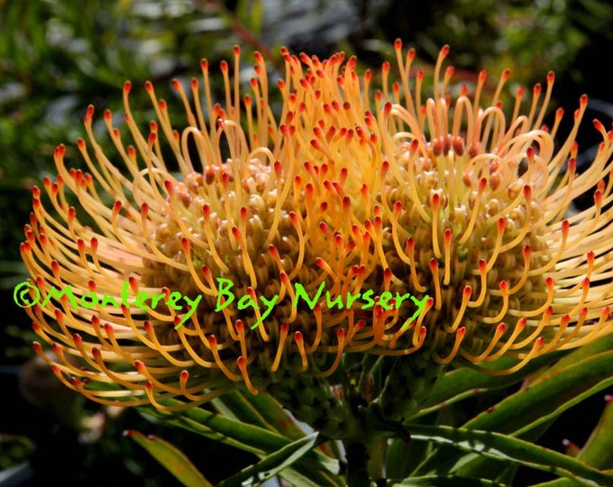 Leucospermum 'Rainbow'   -  1  Feet Tall - Ship in 3 Gal Pot