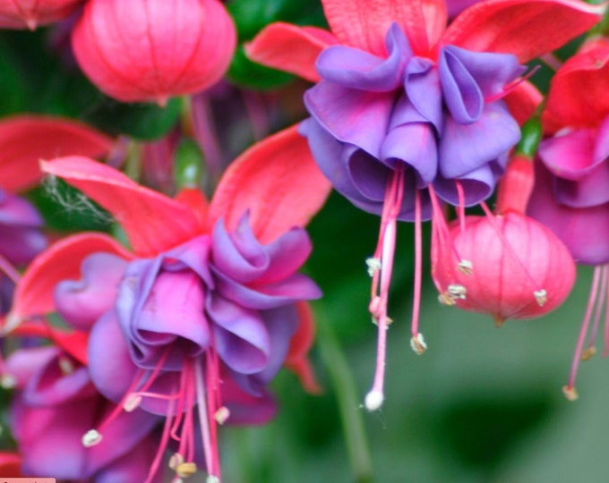 Fuchsia Winston Churchill -  1 live plant  ship in 6" pot