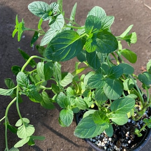 May include: A potted green mint plant with lush, vibrant leaves. The plant is growing in a black plastic pot with brown soil and white pebbles.