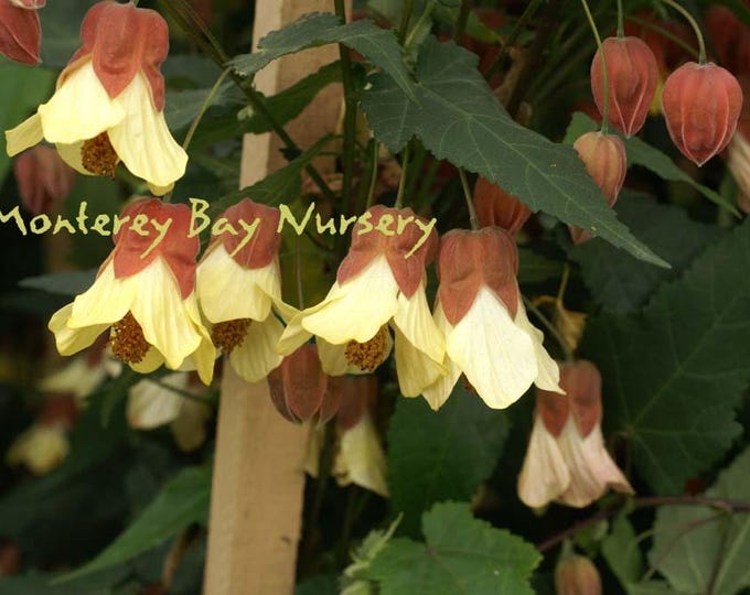 Abutilon 'ines' - 1 plant - 1 feet tall  - ship in 6" pot
