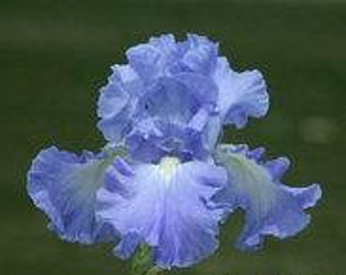 Iris Bearded Victoria Falls - 1 Plants - Ship in 1 Gal Pot