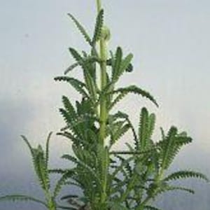 French lavender (lavandula dentata) 1 live plant  ship in 3" pot