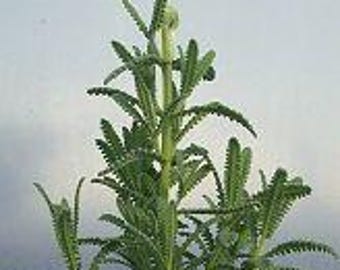 May include: A small potted French Lavender plant with a single lavender flower bud. The plant is in a brown plastic pot with a label that reads "French Lavender".