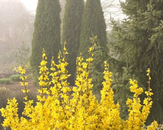 Magical Gold Forsythia - Lot of Buds - 1 Plants - 2  Feet Tall - Ship in 3 Gal  Pot