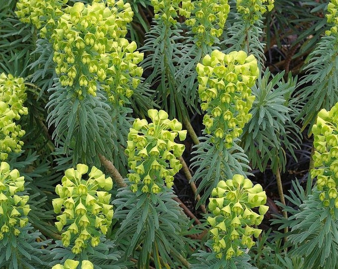 Euphorbia wulfenii spurge live plant,  ship in 6" pot