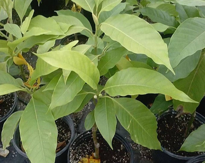 White champaca - 2 feet tall  - air layered tree - ship in 3 gal pot