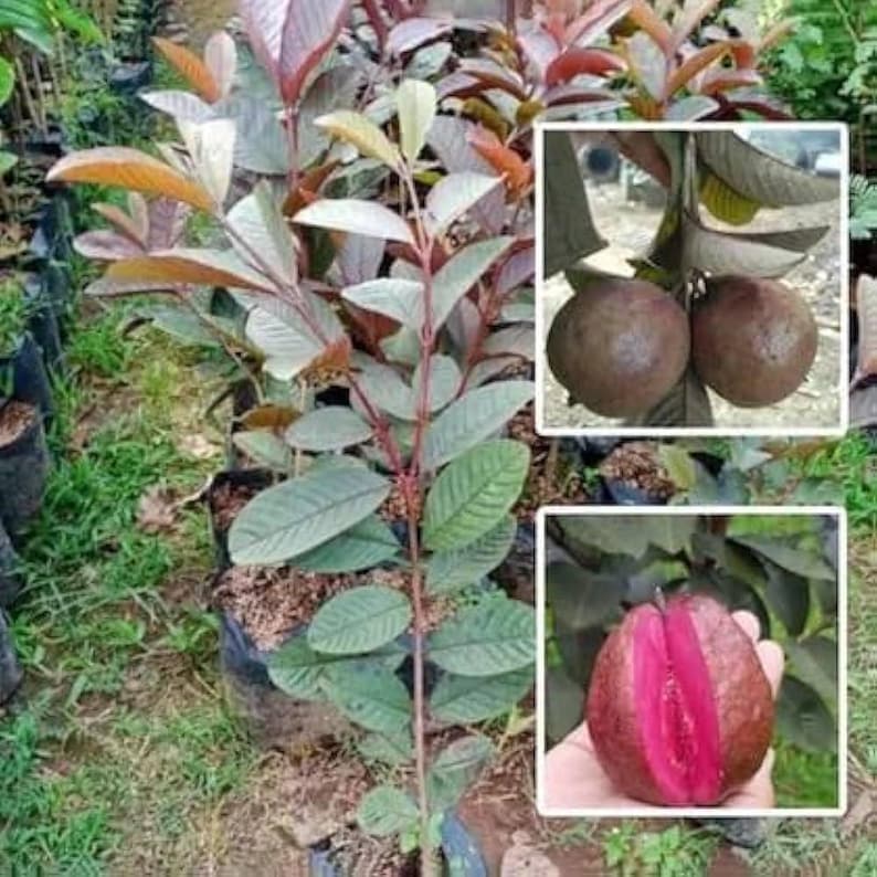 Red Guvas Malaysia Red Guava Tree - 1 Feet Tall - Ship in 6