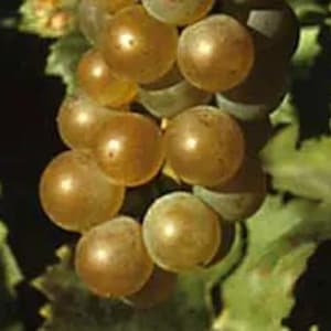 May include: Close-up of a cluster of ripe, golden-yellow grapes. The grapes are round and plump, with a slight sheen, and are attached to a green vine with large, textured leaves. The image is well-lit, highlighting the details of the fruit.
