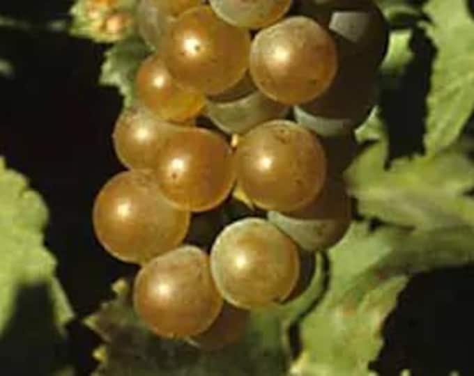 Golden Muscat Seedless Grape -  1 plants - 1 feet fall -  ship in 6" pot
