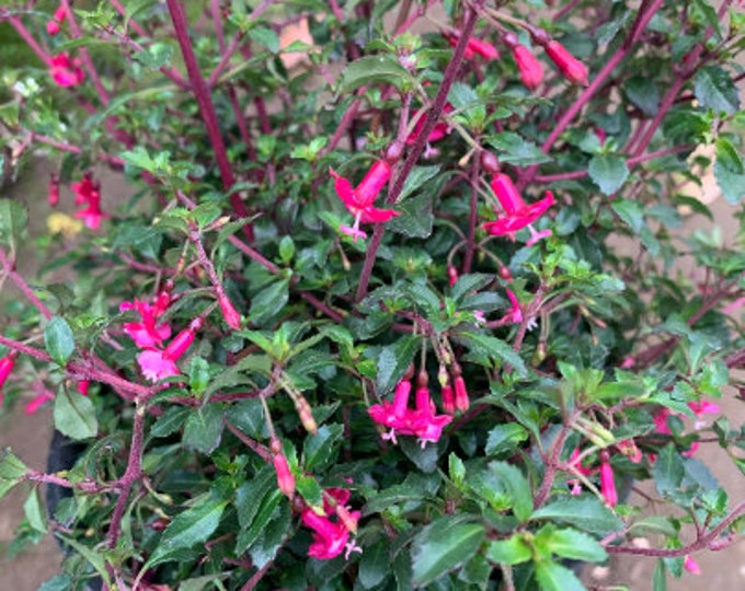 Fuchsia Thymifolia 1 live plant Ship in 3" Pot