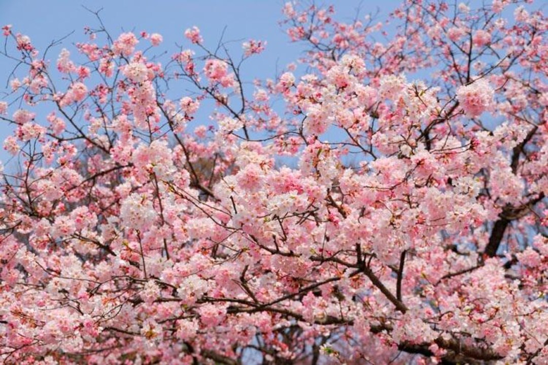 Flowering Cherry Akenono - 3 to 4 feet tall - bigger trunk - ship