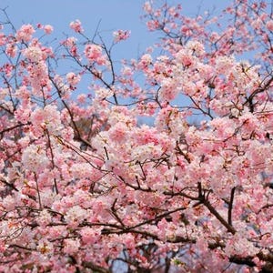 Flowering Cherry Akenono - 3 to 4 feet tall - bigger trunk - ship in 3 gal pot