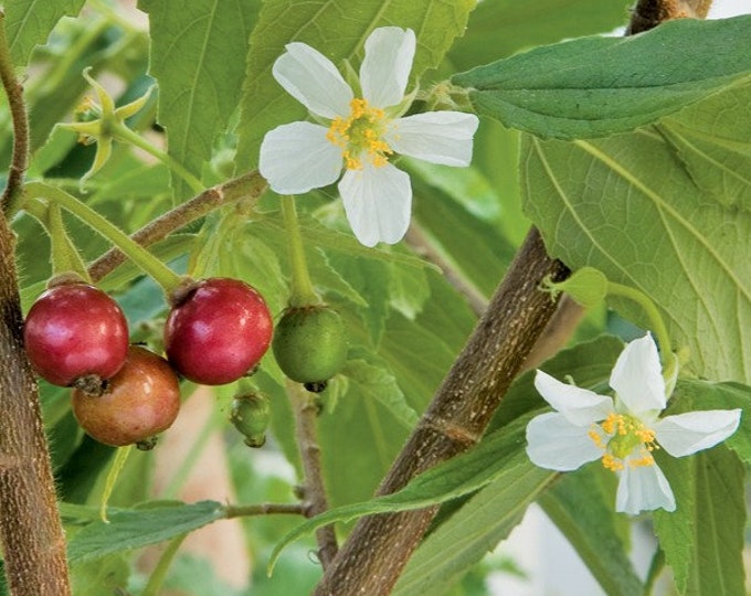 STRAWBERRY TREE -  2  Feet Tall   - Ship in 3 Gal Pot