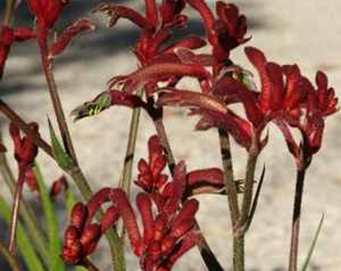 Kangaroo paw Burgundy (anigozanthus)  ship in 6" pot