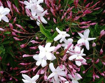 Pink Jasmine - Jasminum polyanthum - 1 Starter Plants - 6" to 1 Feet Tall - Ship in 3" Pot