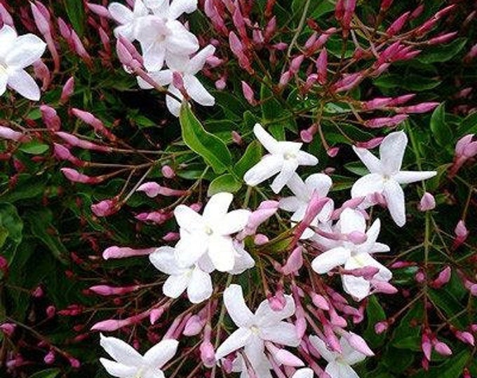 Pink Jasmine - Jasminum polyanthum - 1 Starter Plants - 6" to 1 Feet Tall - Ship in 3" Pot