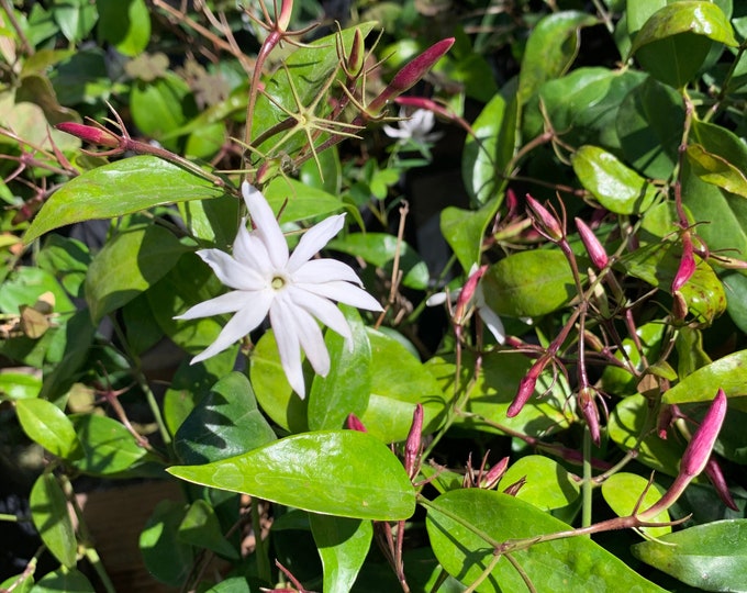 Jasminum nitidum ( angel wings jasmine) 1 live plant ship in 6" pot