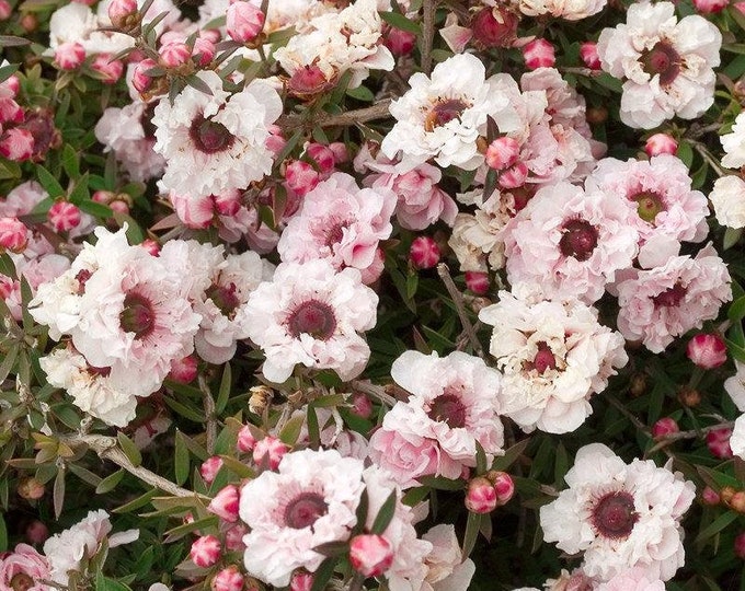 Leptospermum scoparium Apple Blossom - 1 Plants  - 1 feet Long  - Ship in 6" Pot