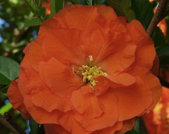 Double Take  Orange Flowering Quince  - 1 Starter Plant  - 4" Tall - Ship in 3" Pot