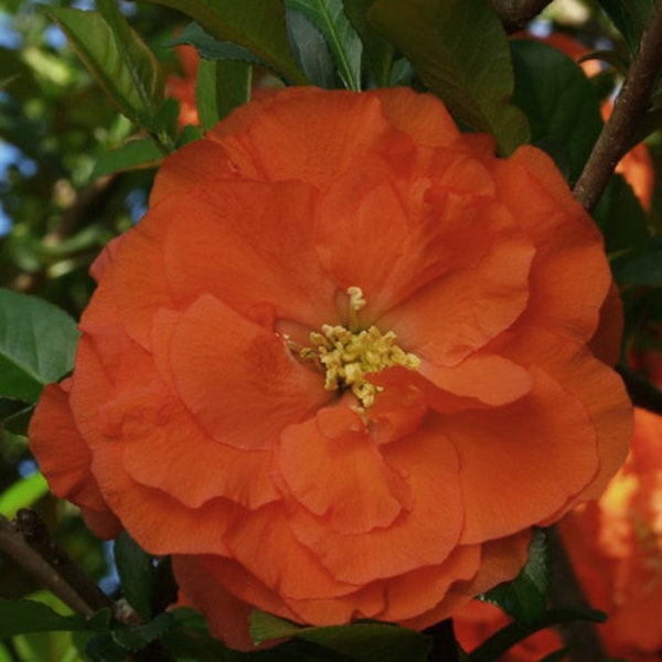 Double Take  Orange Flowering Quince  - 1 Starter Plant  - 4" Tall - Ship in 3" Pot