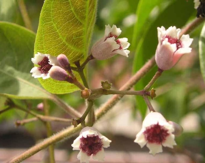 Lá mơ tam thể - paederia foetida l. - 1 to 2 feet tall - ship in 1 gal  pot